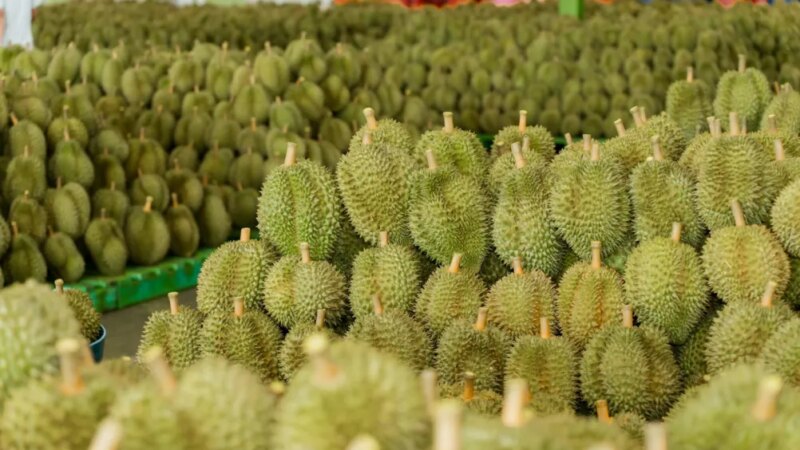 Chinas Durian Craze Has Turned This Tropical Fruit Into a Tool of Diplomacy Thailand China Business News Chinas Durian Craze Has Turned This Tropical Fruit Into a Tool of Diplomacy Thailand China Business News