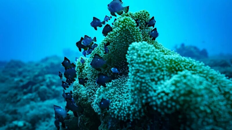 中国申办《公海条约》意味着什么? – 泰国华商报 中国申办《公海条约》意味着什么? – 泰国华商报