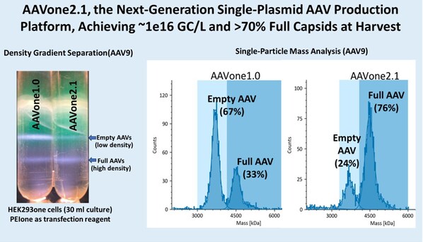 AAVnerGene เปิดตัว AAVone®2.1 แพลตฟอร์มการผลิต AAV แบบพลาสมิดเดี่ยวรุ่นใหม่ ให้ผลผลิตระดับ ~1e16 GC/L และแคปซิดสมบูรณ์มากกว่า 70% ตั้งแต่ขั้นตอนเก็บเกี่ยว AAVnerGene เปิดตัว AAVone®2.1 แพลตฟอร์มการผลิต AAV แบบพลาสมิดเดี่ยวรุ่นใหม่ ให้ผลผลิตระดับ ~1e16 GC/L และแคปซิดสมบูรณ์มากกว่า 70% ตั้งแต่ขั้นตอนเก็บเกี่ยว